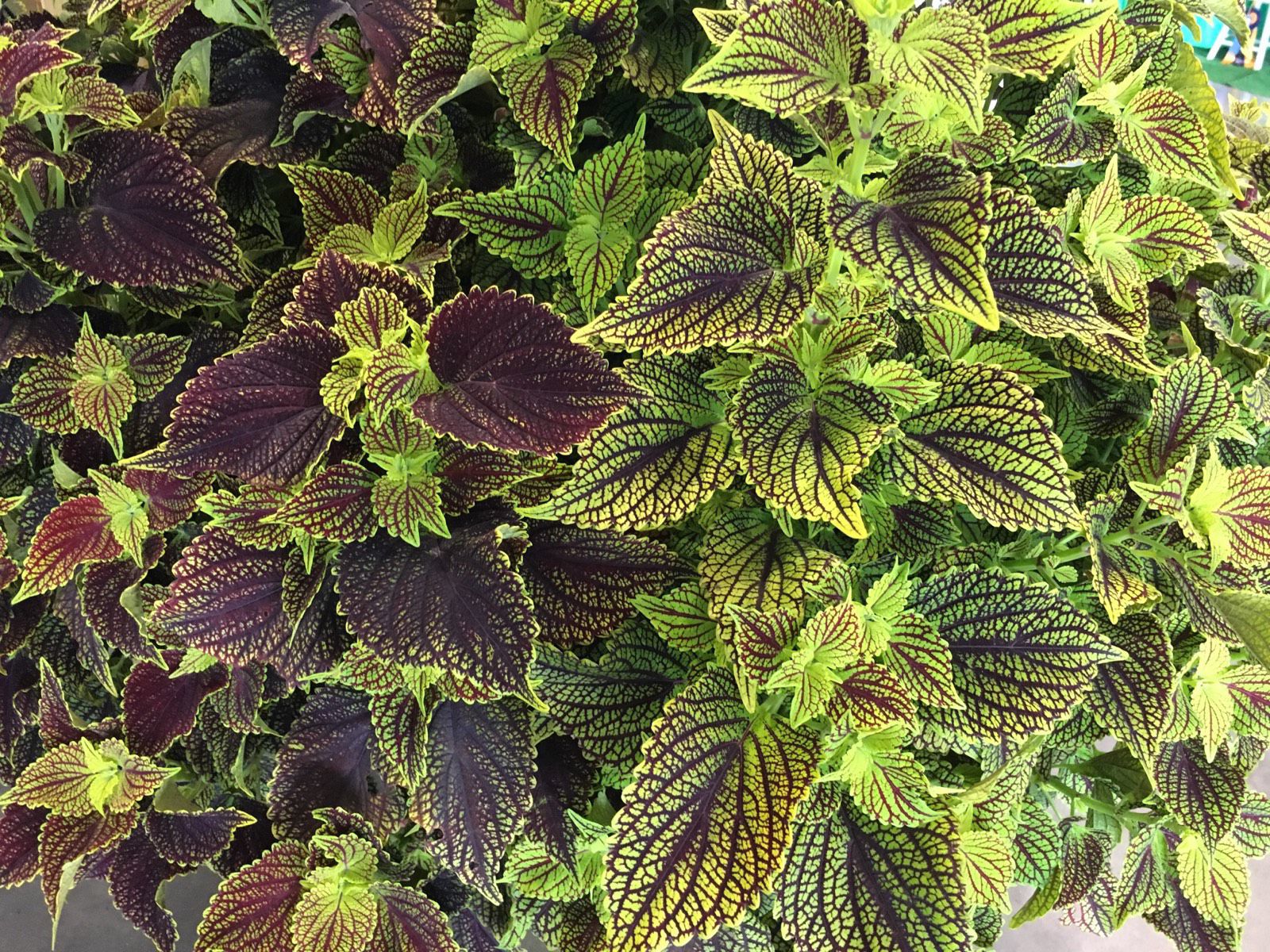 coleus
